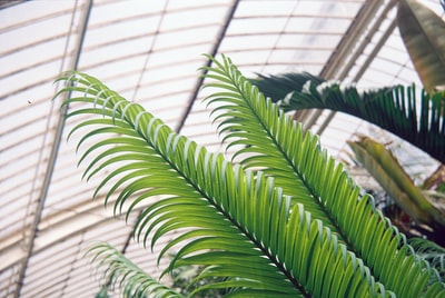 温室内绿叶植物